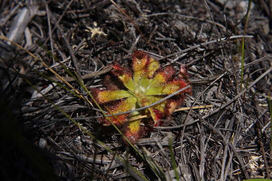 Image of Australian sundew