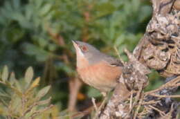 Plancia ëd Curruca iberiae (Svensson 2013)