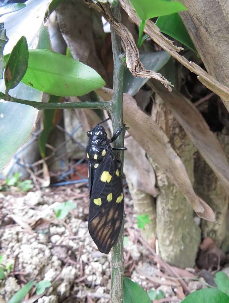 Image of Gaeana maculata (Drury 1773)