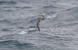 Image of Mottled Petrel