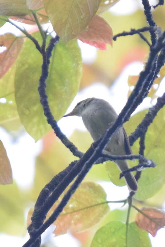 Image of Arctic Warbler