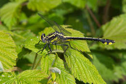 Gomphurus fraternus (Say 1840) resmi