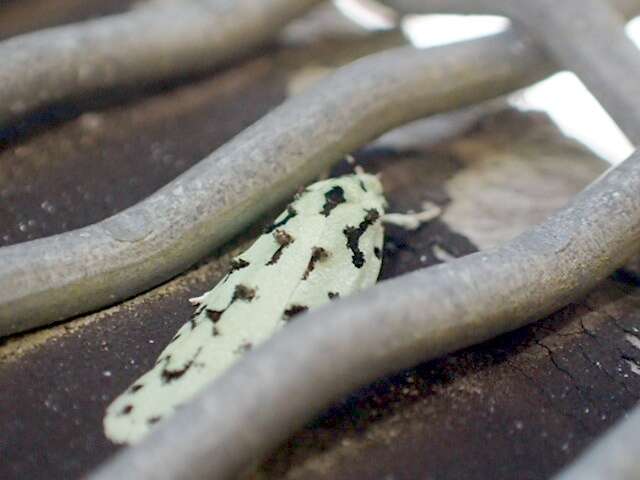 Image of green lichen tuft moth