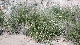 Image of Clearwater cryptantha