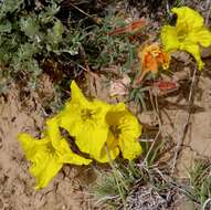 Image of Oenothera lavandulifolia Torr. & Gray