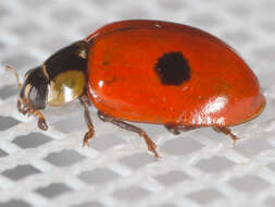 Image of twospotted lady beetle