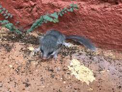 Image of Large Savanna African Dormouse