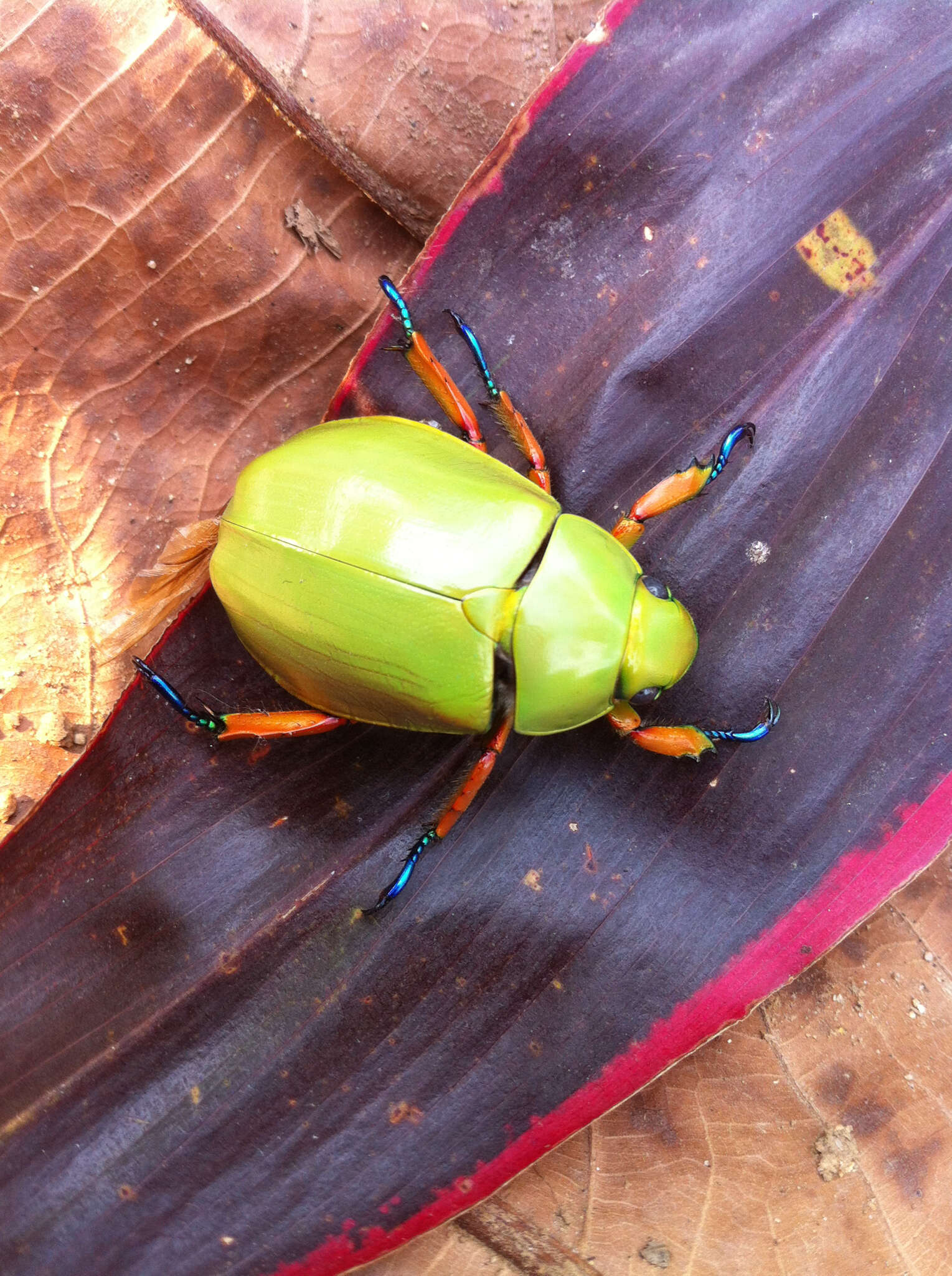 Imagem de Chrysina adolphi Chevrolat 1859