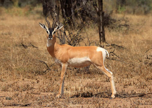 Image of Gazelle de Soemmerring