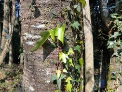 Image of Hedera rhombea (Miq.) Paul