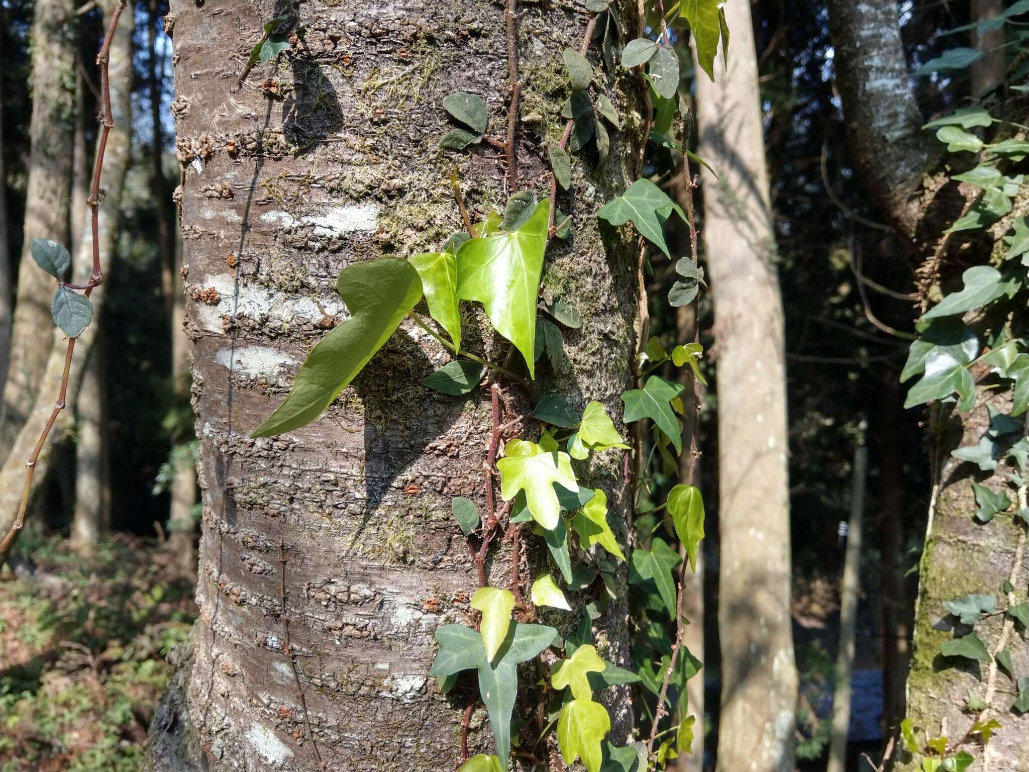 Image of Hedera rhombea (Miq.) Paul