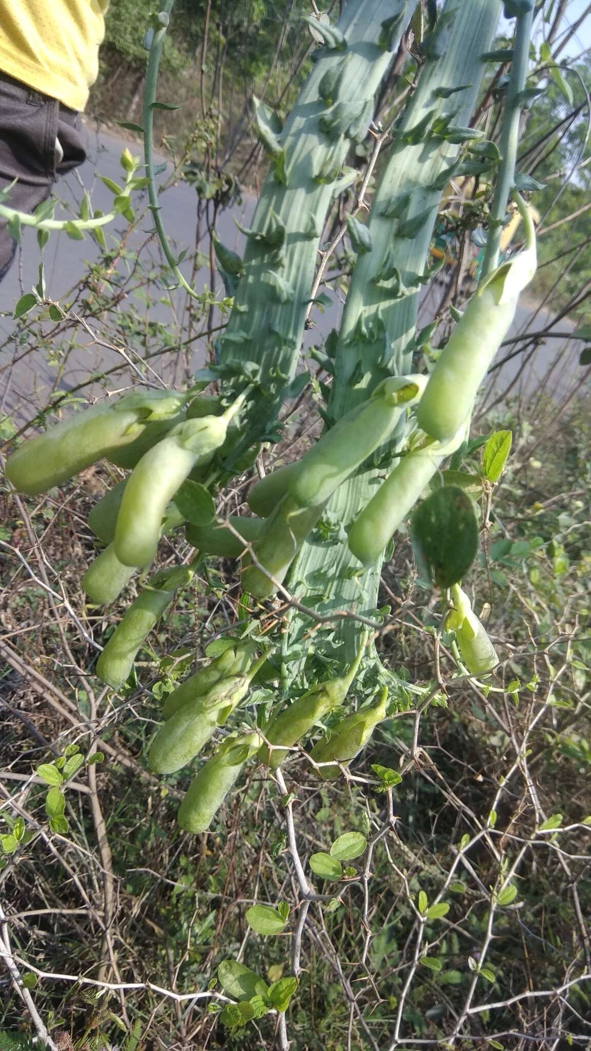 صورة Crotalaria pallida Aiton