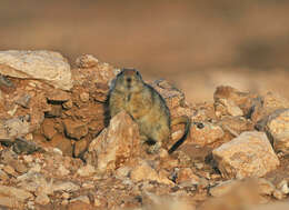 Image of Fat Sand Rat