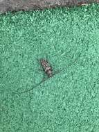 Image of Enaphalodes atomarius (Drury 1773)