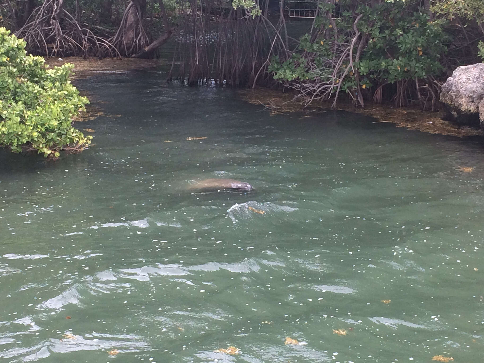 Image of manatees