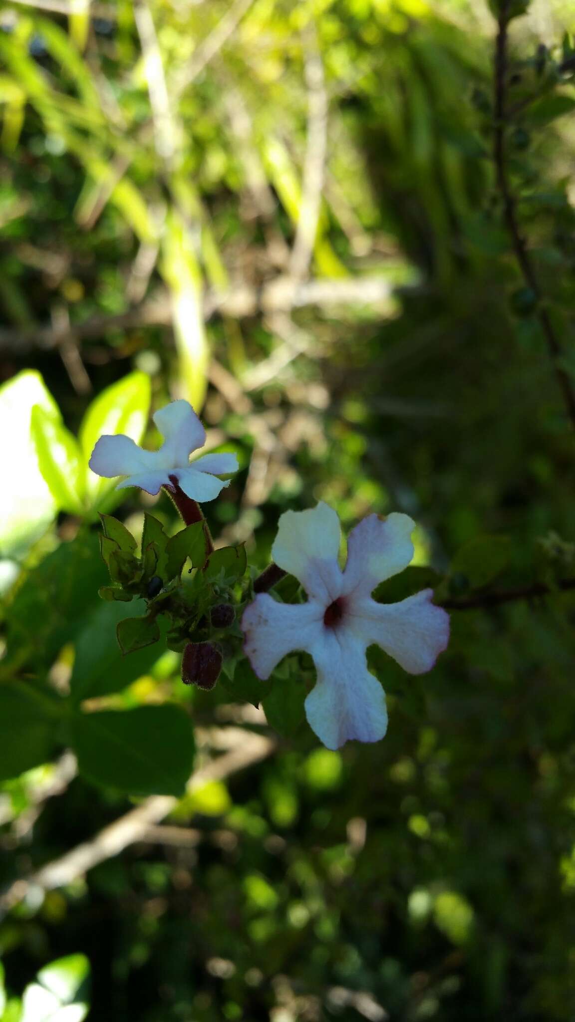 Image of Radamaea montana Benth.