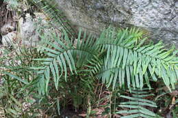 Imagem de Pteris vittata L.