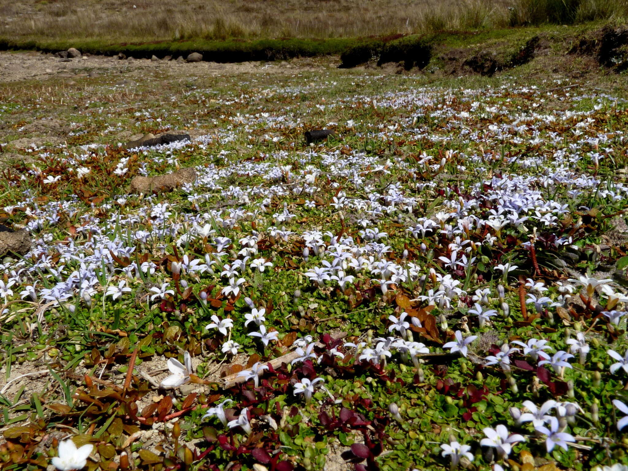 Sivun Isotoma rivalis (E. Wimm.) Lammers kuva