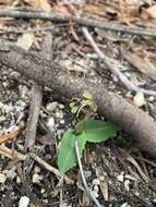 Imagem de Chiloglottis seminuda D. L. Jones