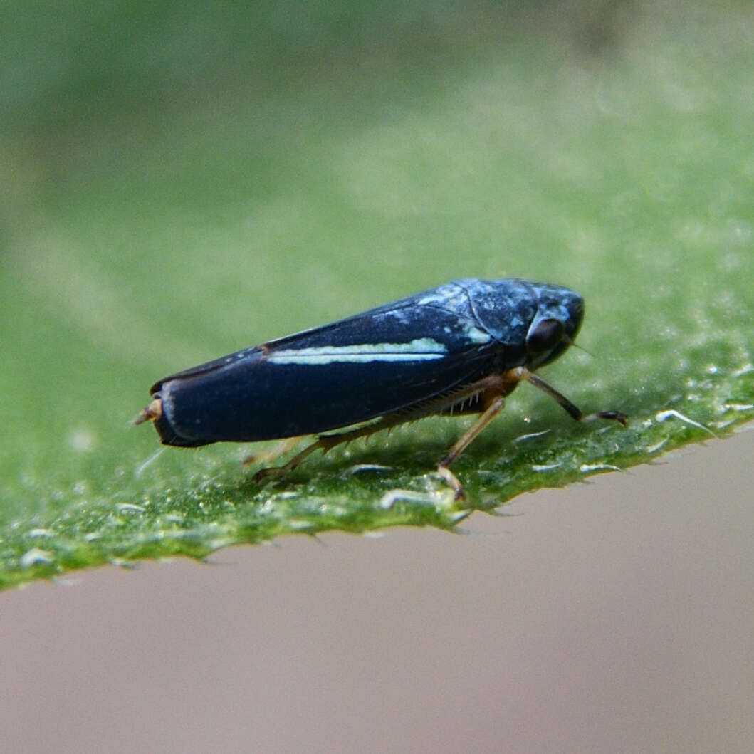 Graphocephala lugubris (Signoret 1854)的圖片