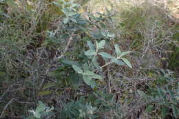 Image of Olearia phlogopappa subsp. phlogopappa