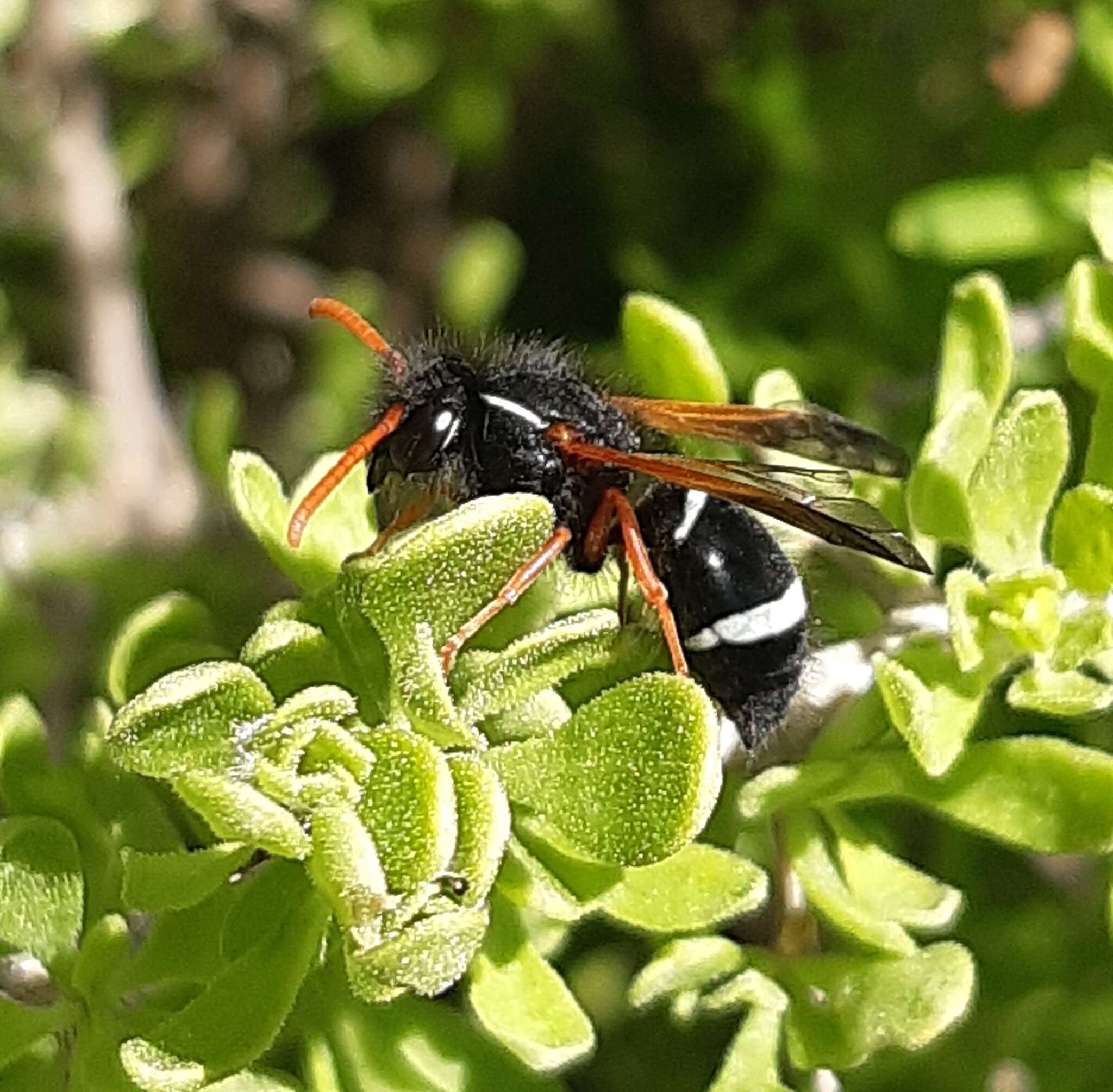 Plancia ëd Hypodynerus vespiformis (Haliday 1837)