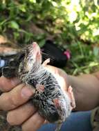 Imagem de Peromyscus melanotis J. A. Allen & Chapman 1897