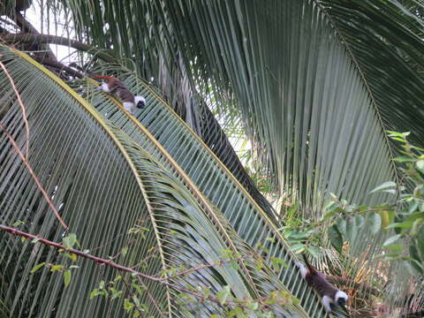 Image of cotton-top tamarin