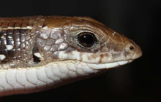 Image of Karoo Plated Lizard