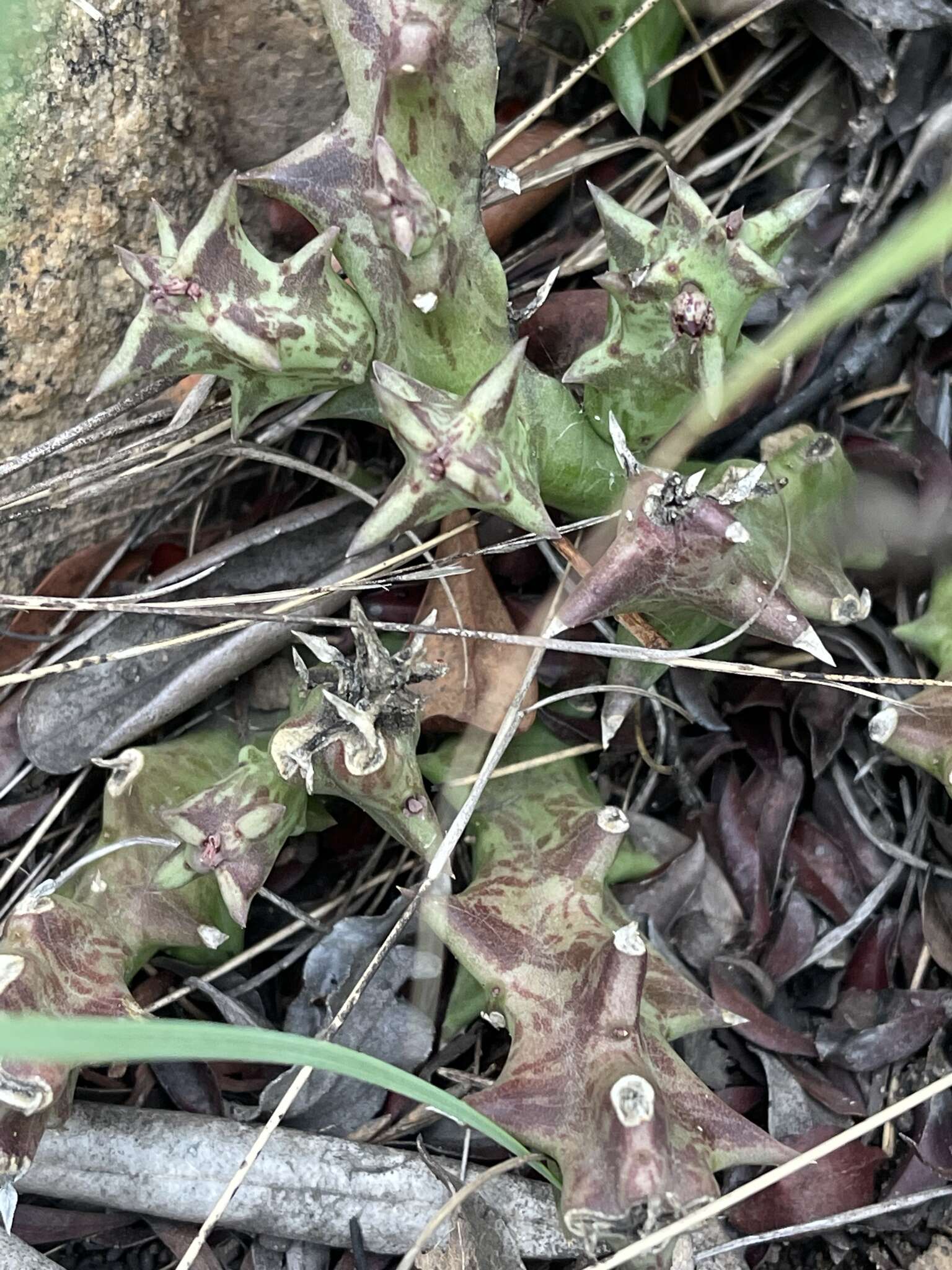 Image de Ceropegia keithii subsp. keithii