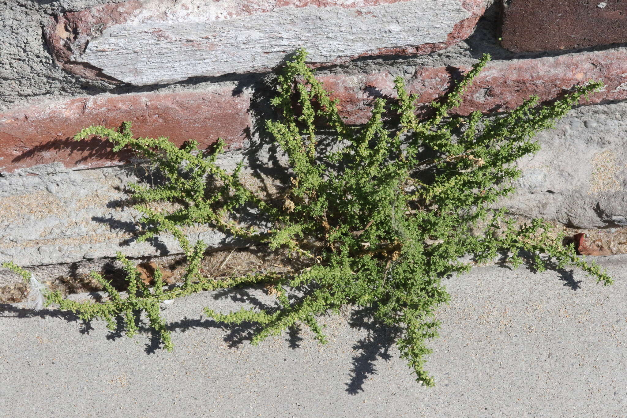 Image of cutleaf goosefoot