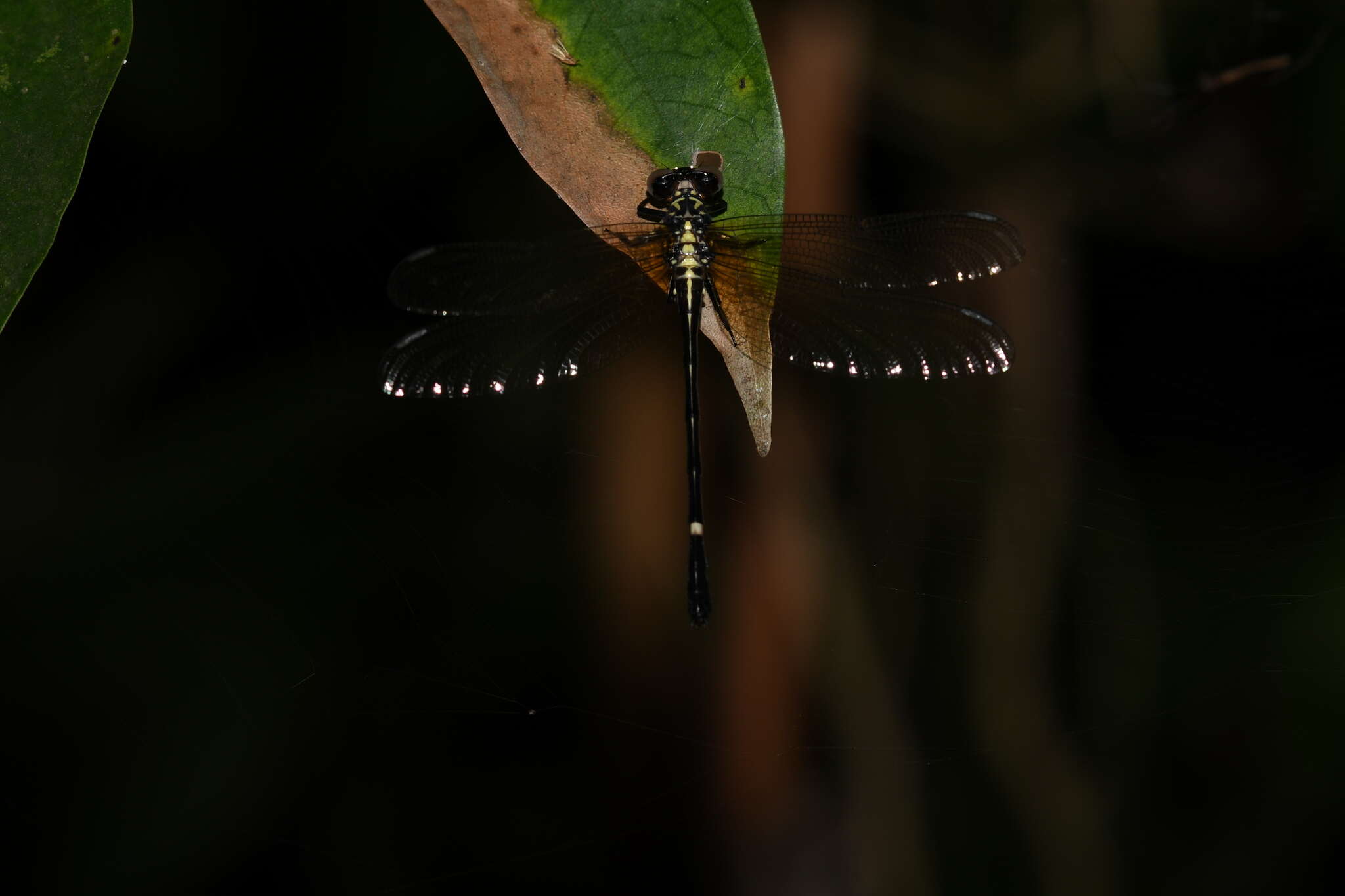 Image of Heliogomphus scorpio (Ris 1912)