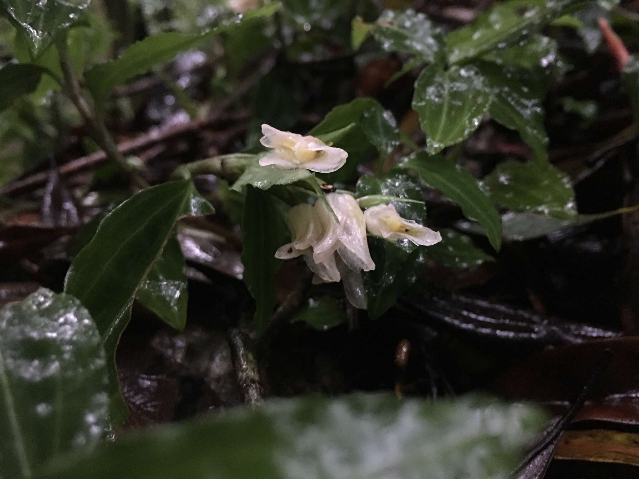 Image of Goodyera henryi Rolfe