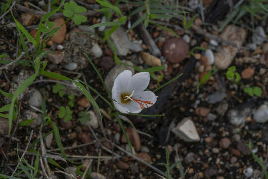 Image of Crocus tournefortii J. Gay