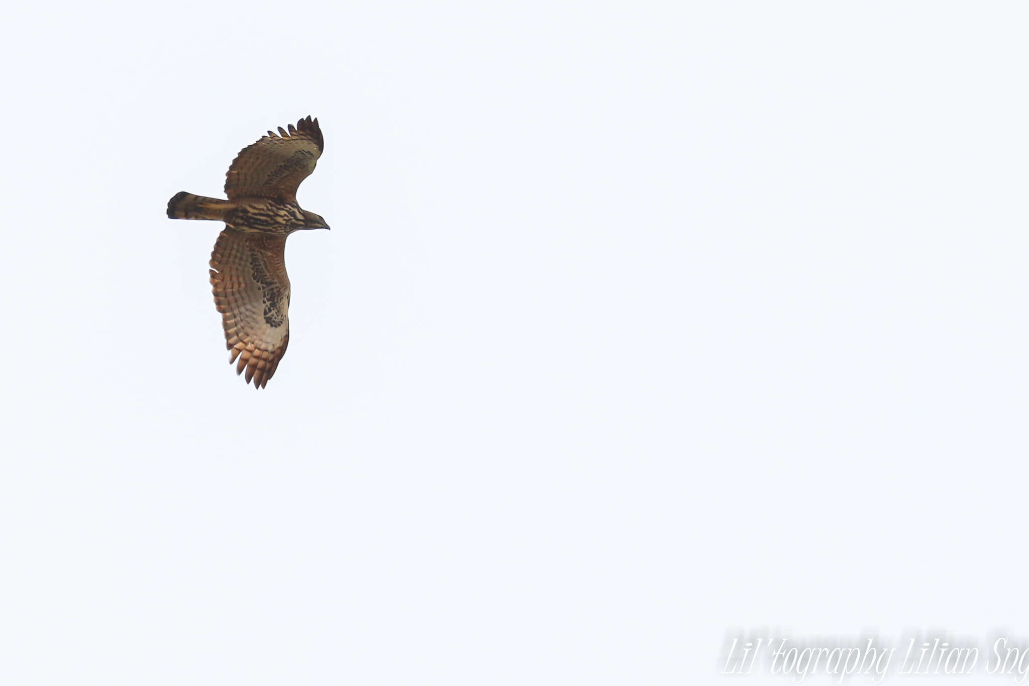 Nisaetus cirrhatus limnaeetus (Horsfield 1821) resmi