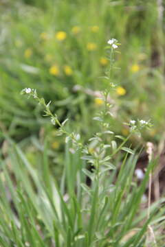 Image of Lappula heteracantha (Ledeb.) Gürke