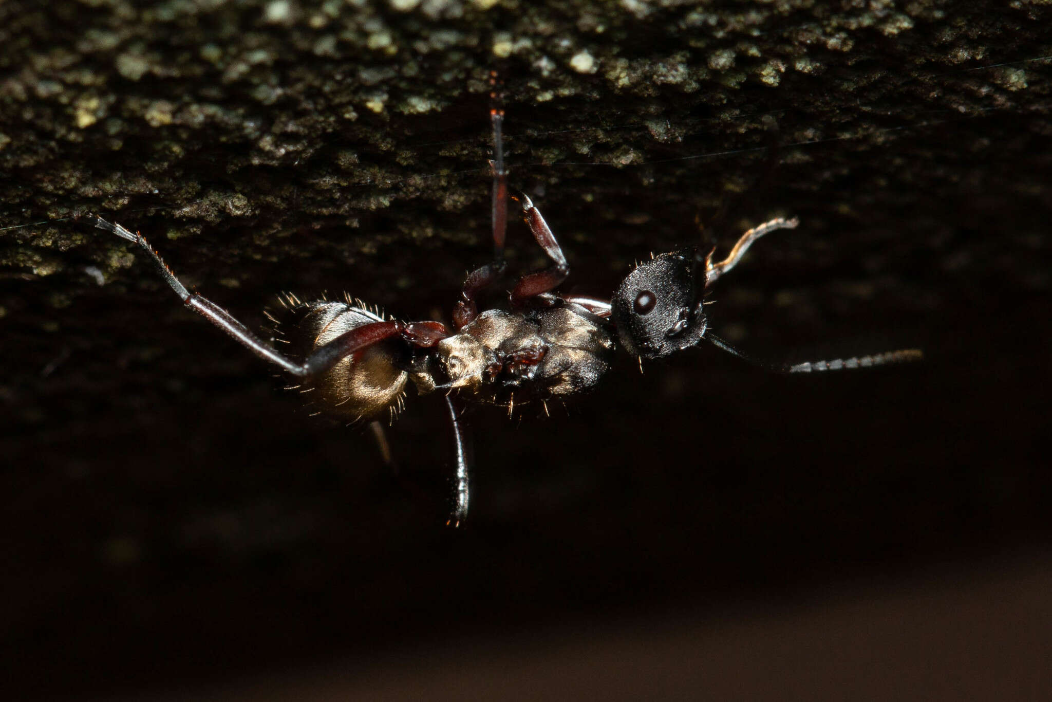 صورة Polyrhachis rufifemur Forel 1907