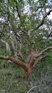 Image of Bursera leptophloeos Mart.