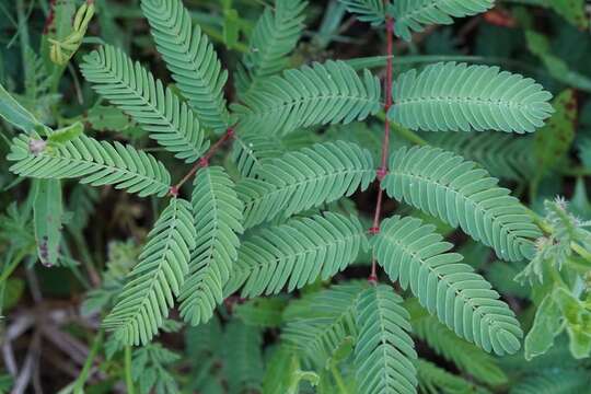 Mimosa quadrivalvis L.的圖片