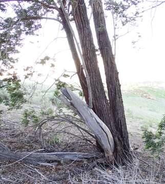 Imagem de Eucalyptus sideroxylon A. Cunn. ex Woolls