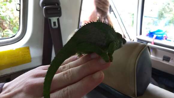 Image of West Usambara Blade-horned Chameleon