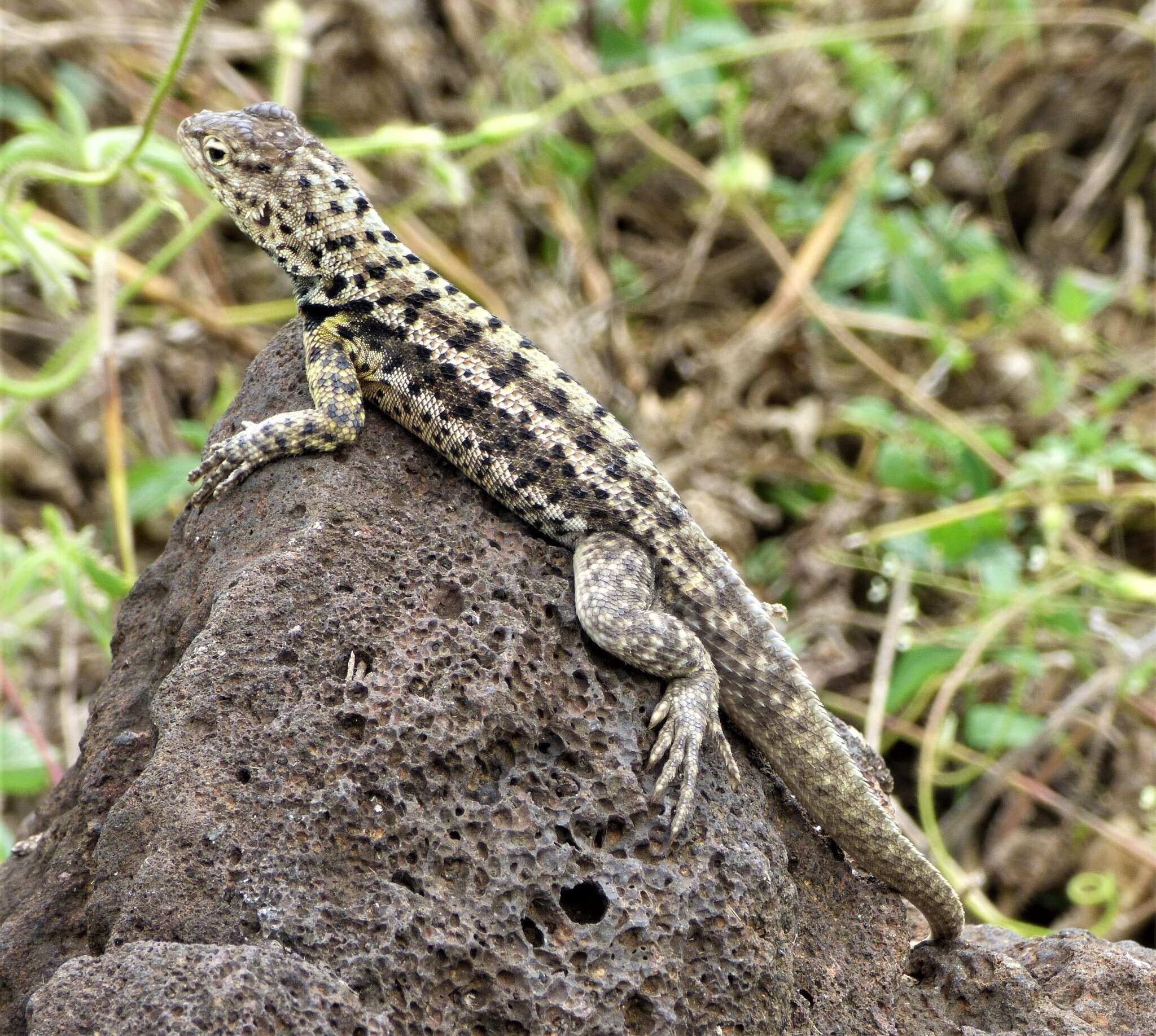 Plancia ëd Microlophus grayii (Bell 1843)