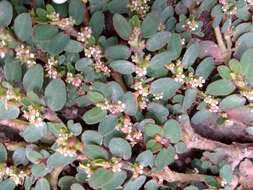 Image of Euphorbia leucantha (Klotzsch & Garcke) Boiss.