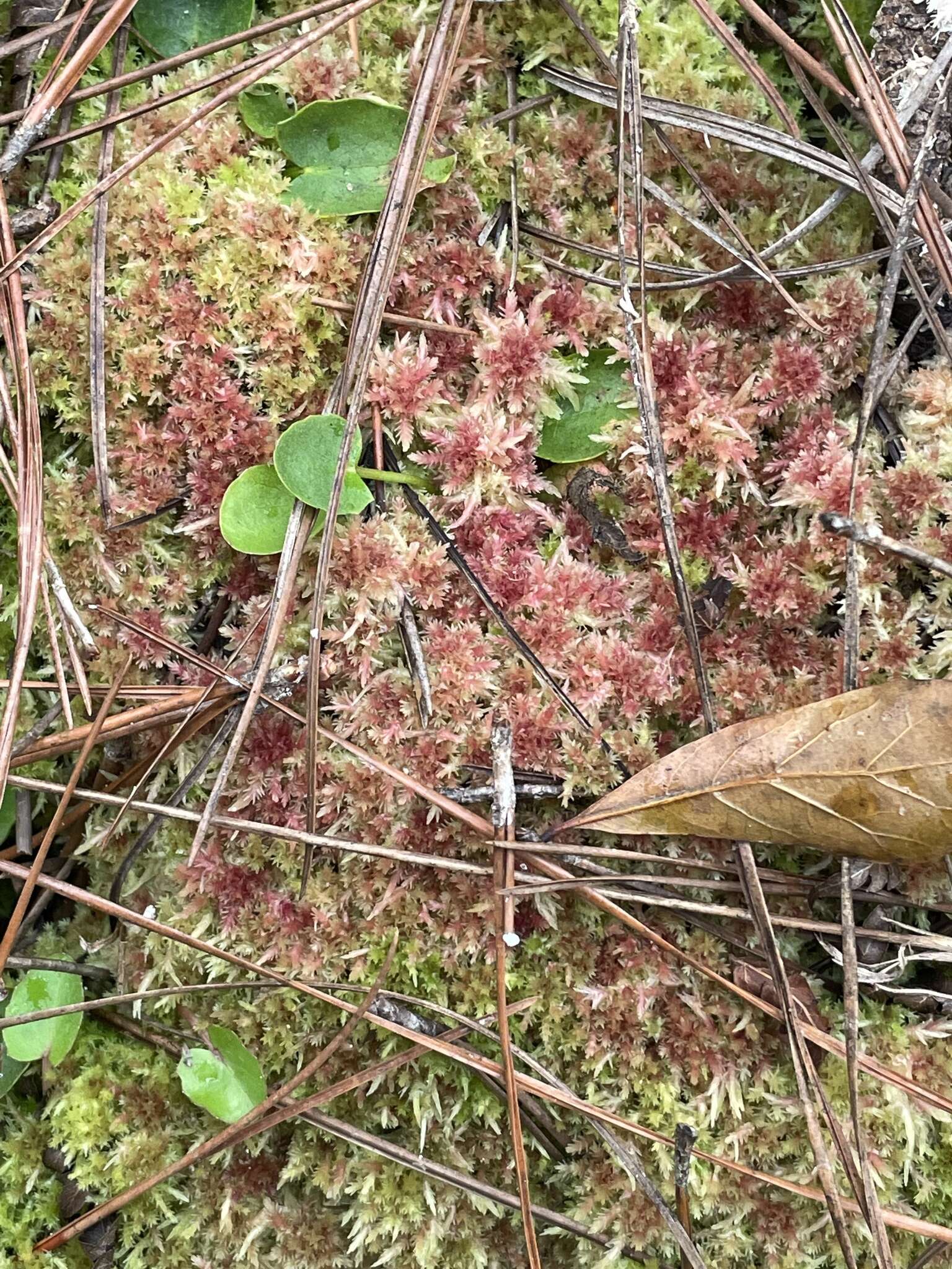 Image of blushing bog-moss