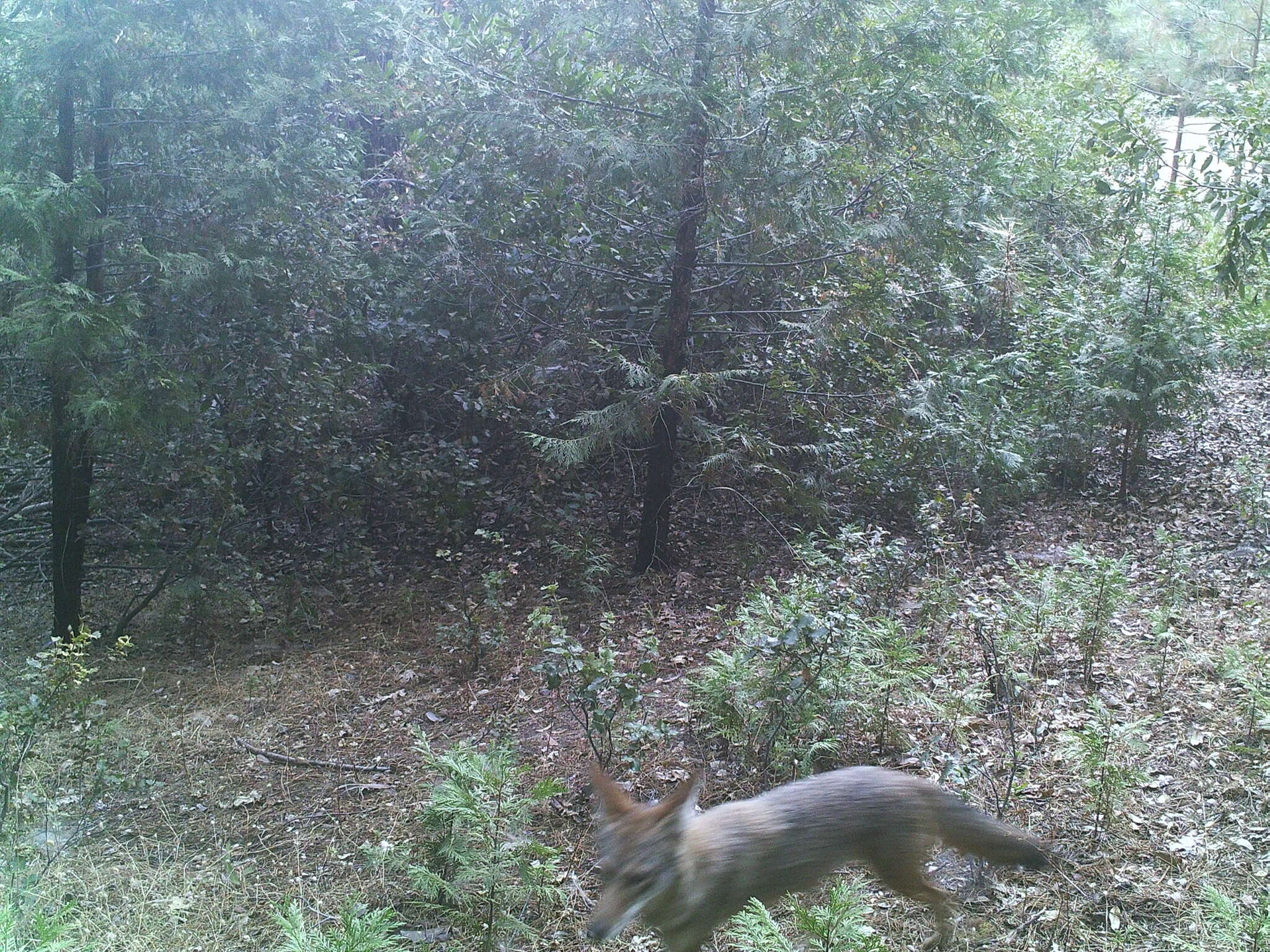 Image of California Valley Coyote