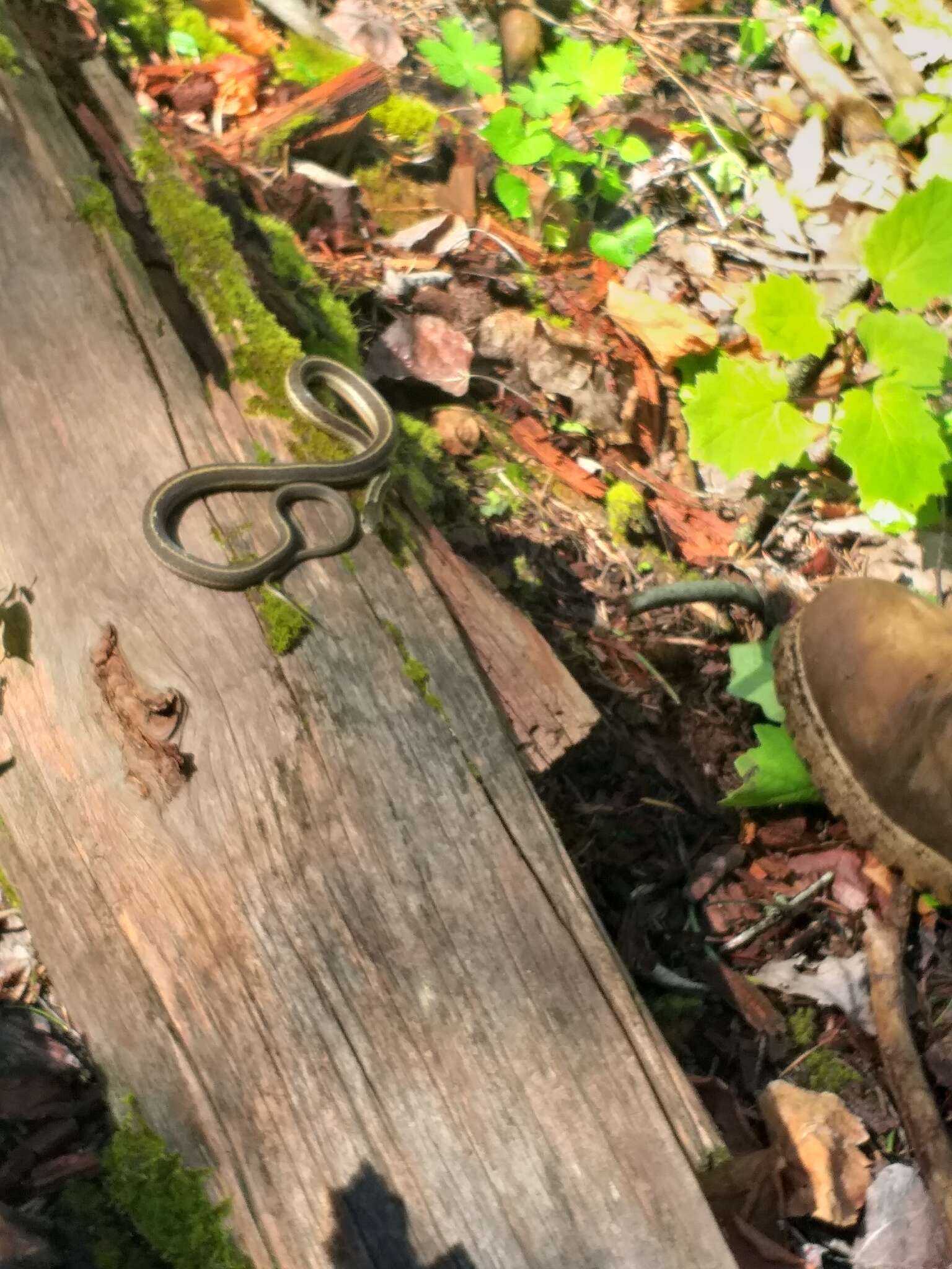 Image of Thamnophis errans H. M. Smith 1942