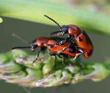 صورة <i>Crioceris quinquepunctata</i>