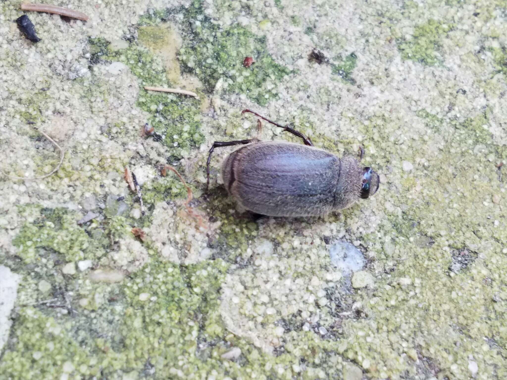 Image of Phyllophaga (Phyllophaga) crenulata (Frolich 1792)