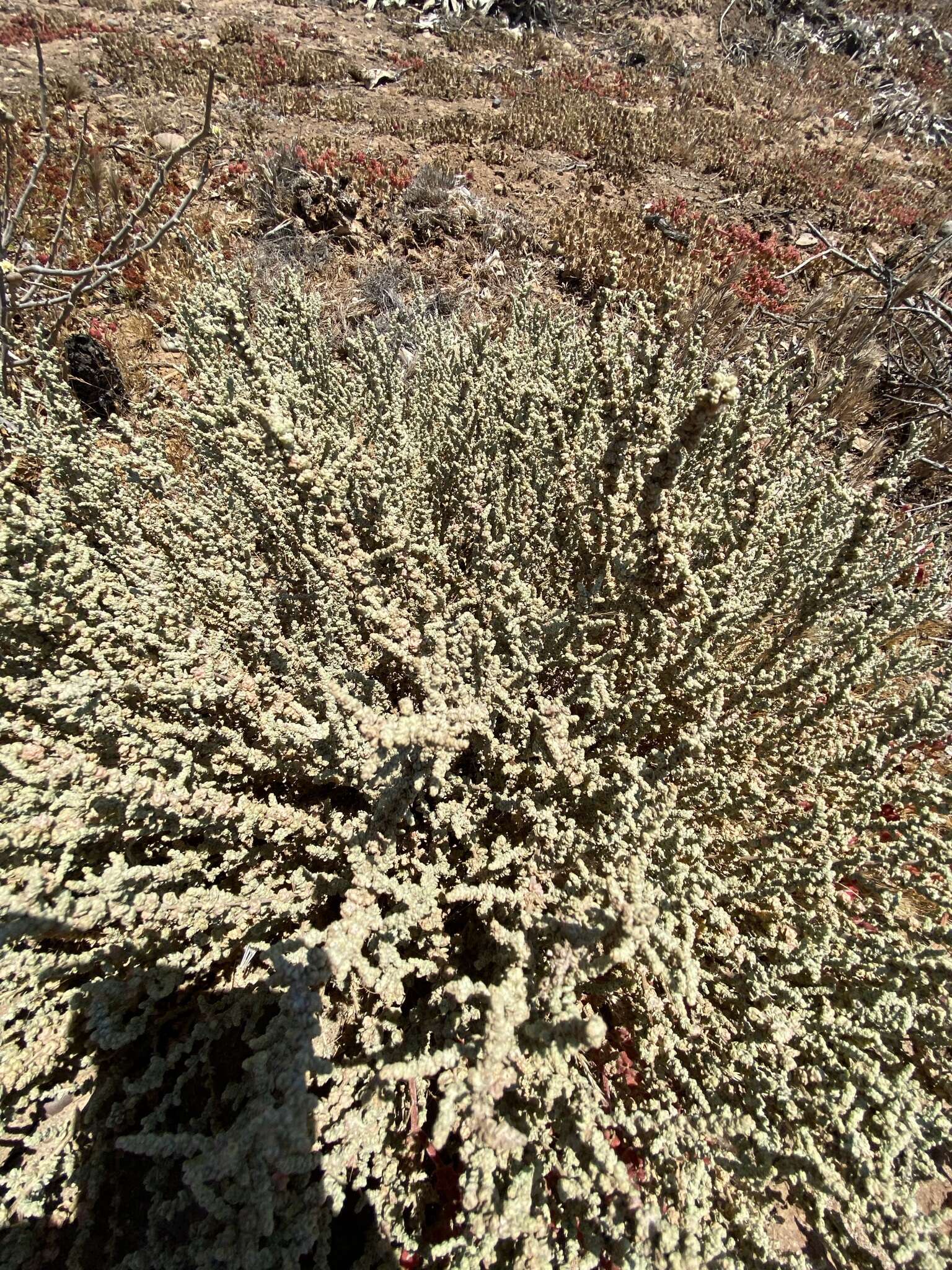 Image of Atriplex julacea S. Wats.