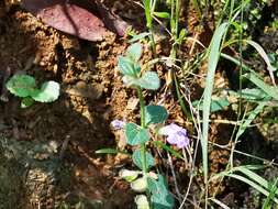 Image of Scutellaria monterreyana B. L. Turner